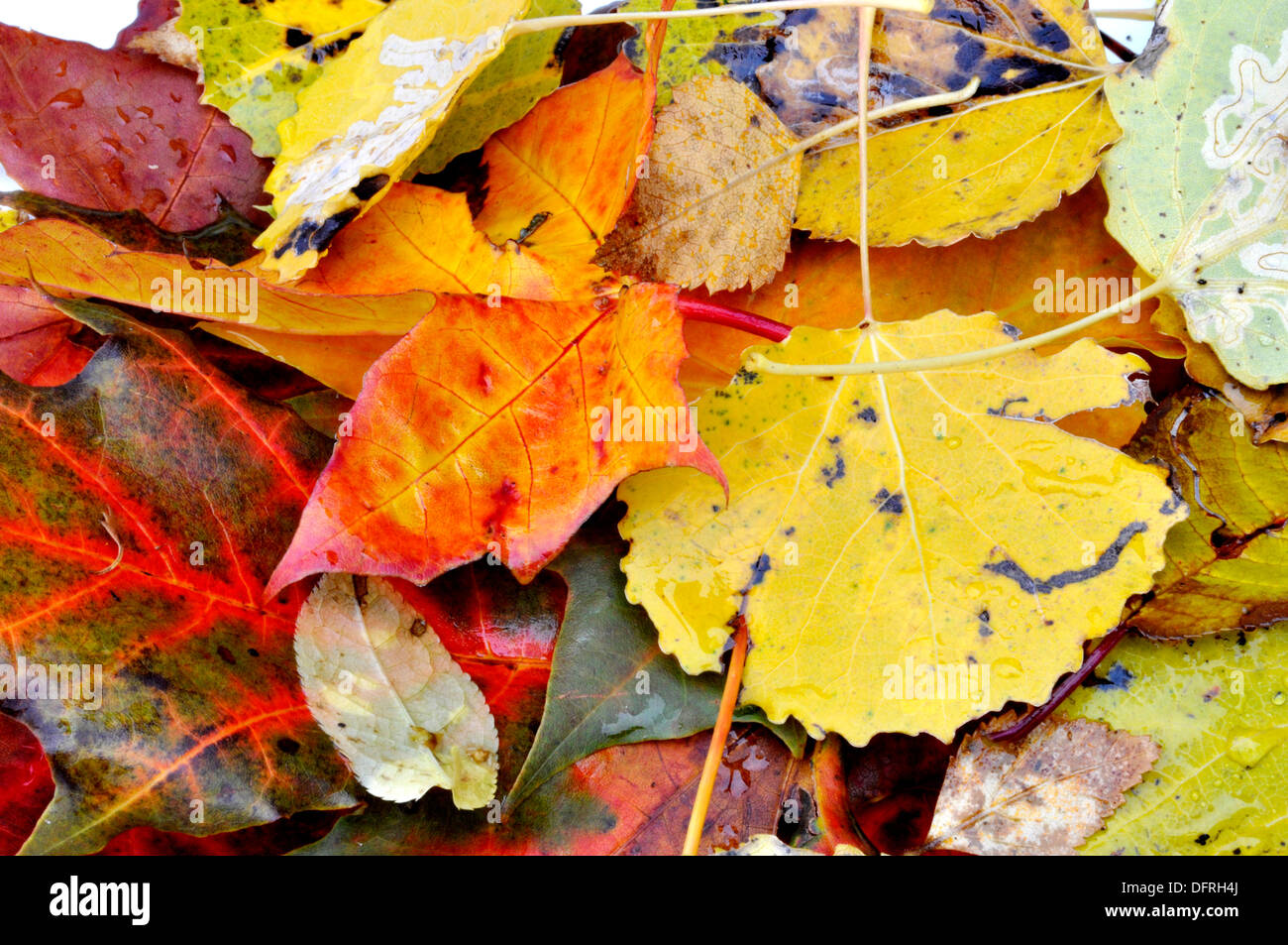 Laub mit Herbstfarben Stockfoto