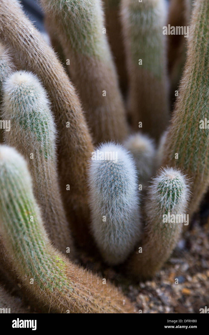 Silberne Fackel Kaktus, Cleistocactus Strausii, Longwood Gardens, Kennett Square, Pennsylvania, USA Stockfoto