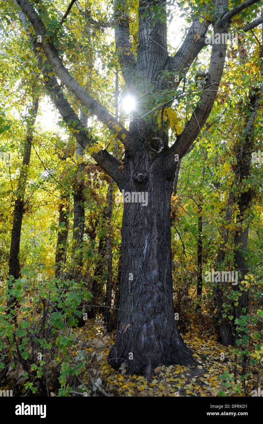 Großen Pappel in den herbstlichen Wald Stockfoto