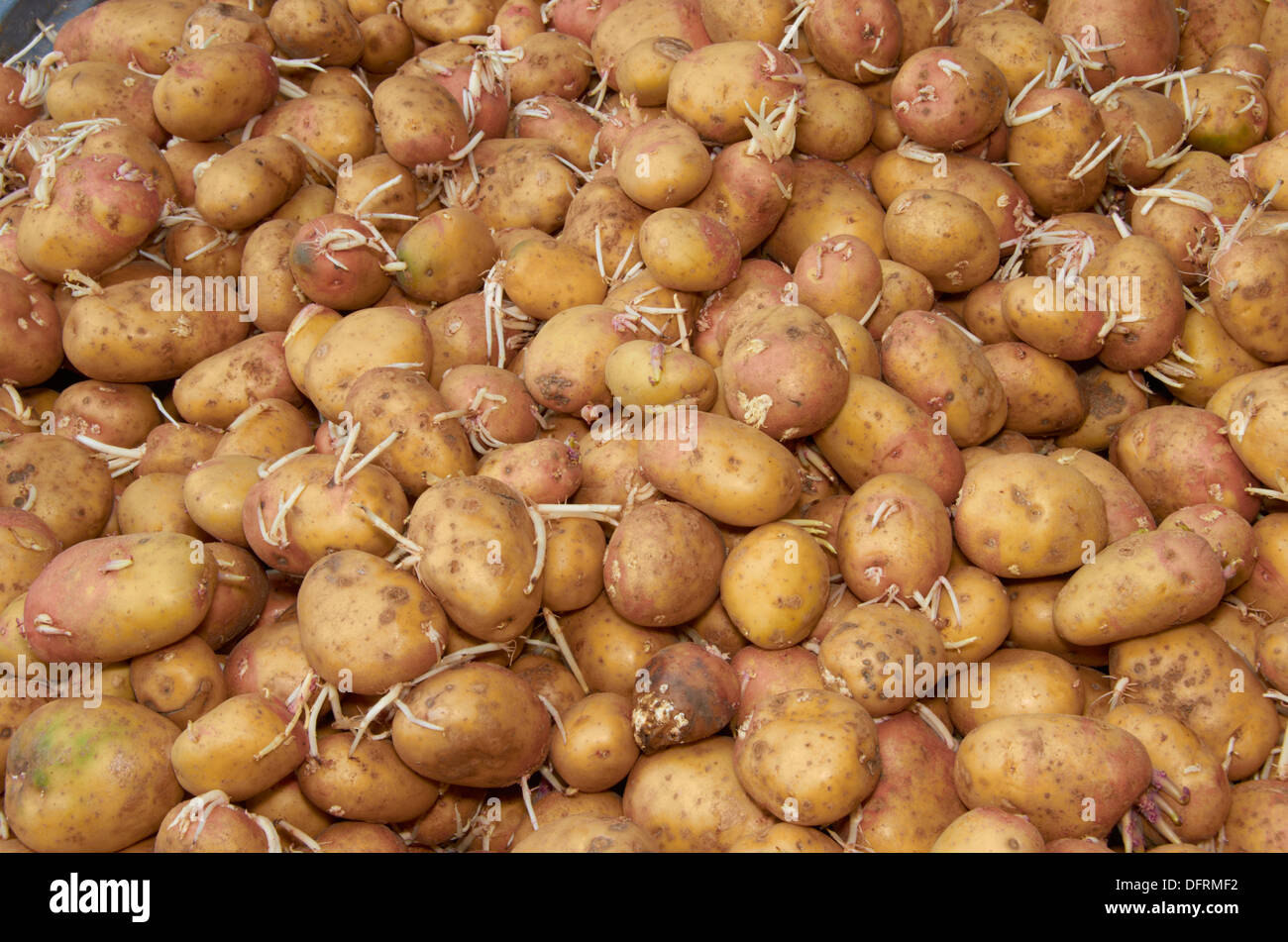 Alte Kartoffeln an einem Food Bank. Stockfoto
