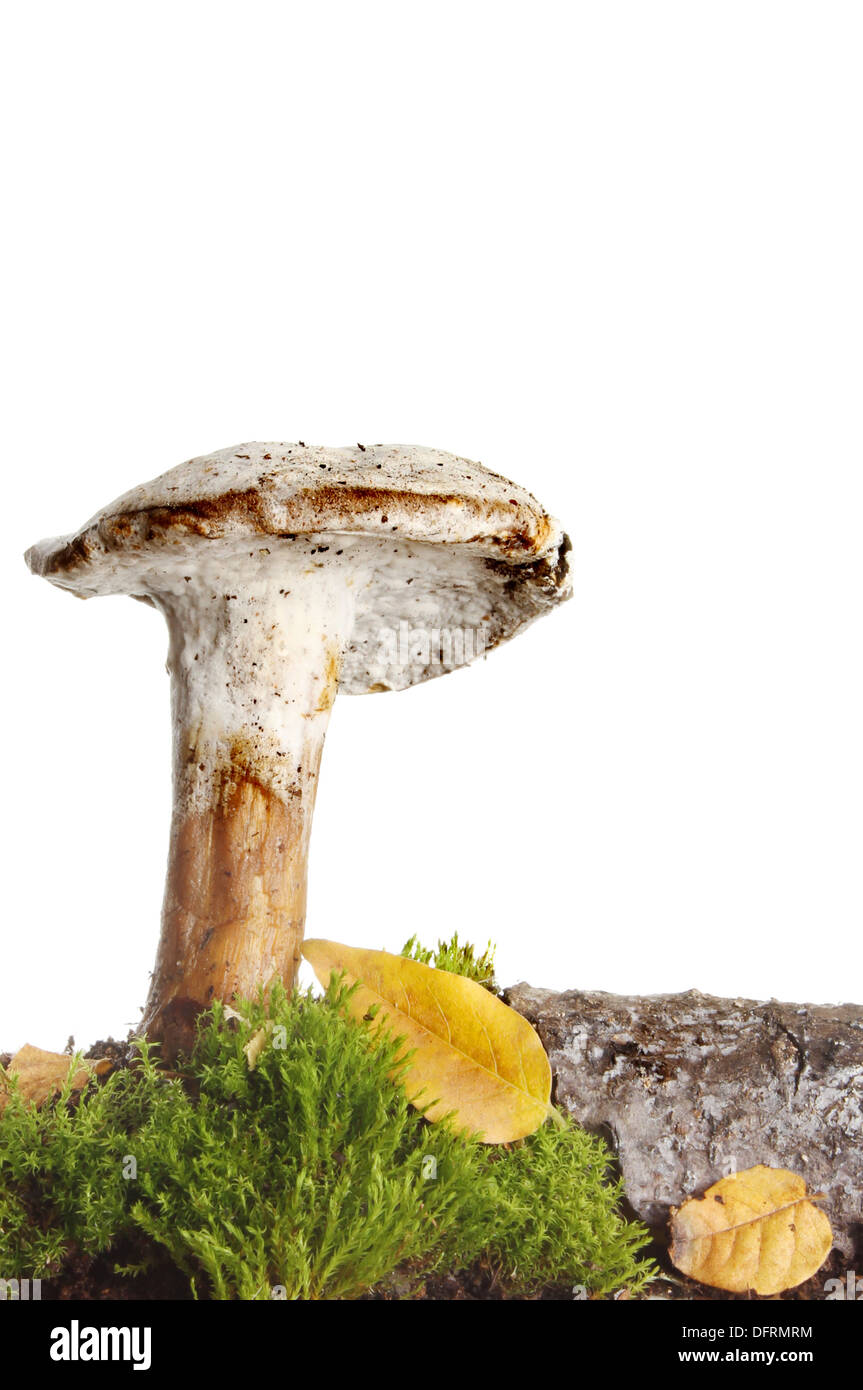 Weißer Pilz Pilze wachsen in Moos und herbstlichen Laubstreu Stockfoto
