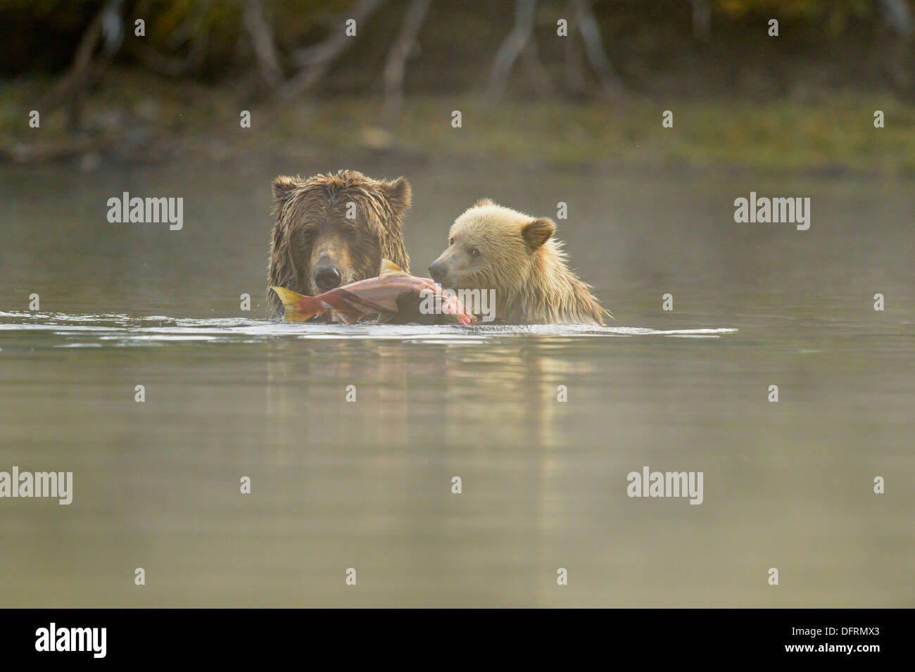 Grizzlybären, Ursus arctos, ersten Jahr weiß Cub und braun Mutter einziehen auf Lachs, Chilcotin Wildnis, BC, Kanada Stockfoto