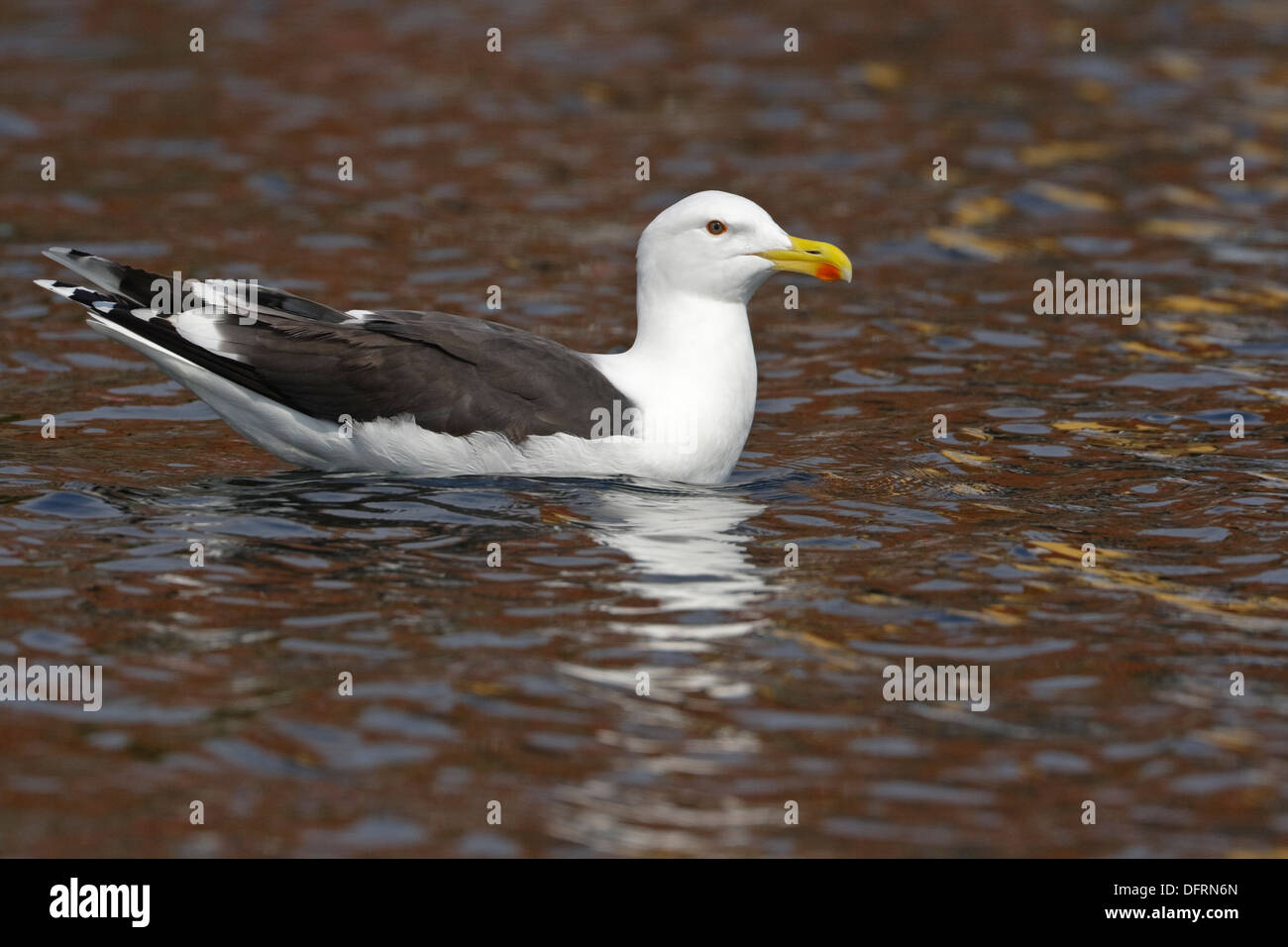 Große Black-backed Gull (Larus Marinus) Erwachsene Stockfoto