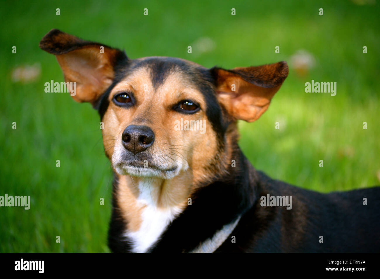 Meagle - Min-Pin Beagle Mischling Hund Stockfotografie - Alamy