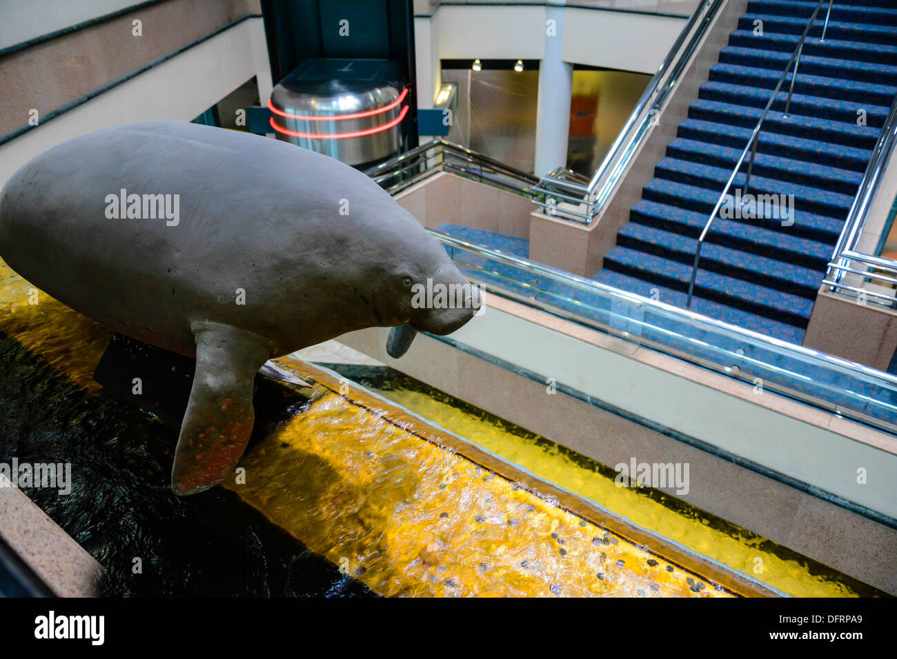 Ein Manatee Sculputure hoch oben auf einem Wasserfall unterstreicht das Terminal am Flughafen Sarasota Bradenton, FL Stockfoto Ein Manatee Sculputure hoch oben auf einem Wasserfall unterstreicht das Terminal am Flughafen Sarasota Bradenton, FL Stockfoto