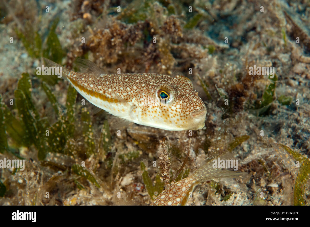 Invasive Kugelfisch, Torquigener Flavimaculosus, KAS Antalya Türkei Stockfoto