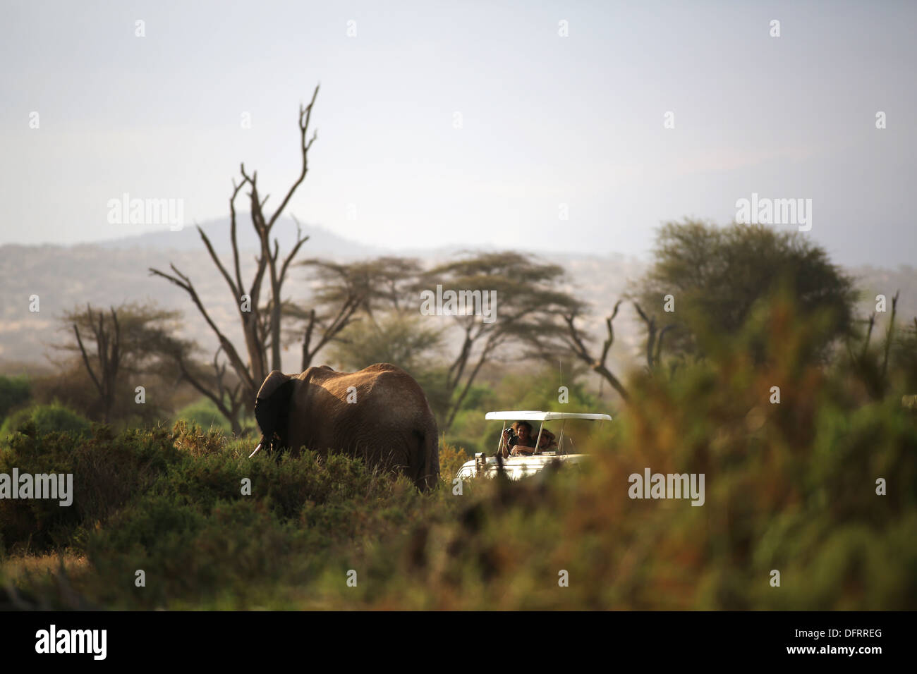 Ein Elefant geht von ein paar auf eine Safari-Fahrt beobachtet. Samburu National Reserve, Kenia Stockfoto