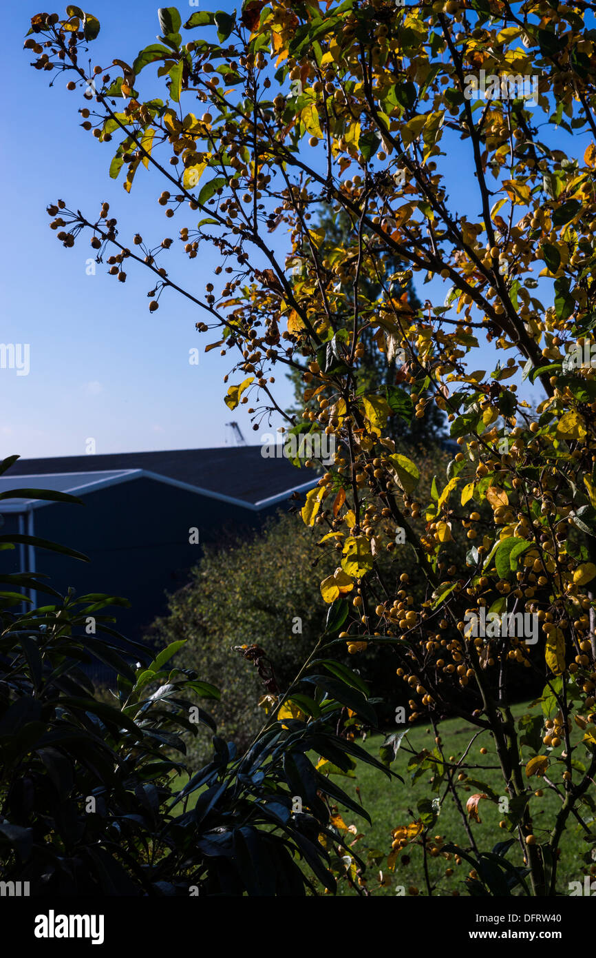 Herbstliches Laub Farbe Farbwechsel klar blauen Himmel Stockfoto