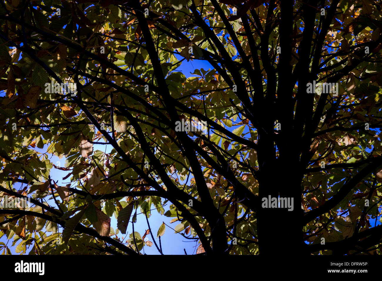 Herbstliches Laub Blätter ändern Farbe Farbe Blau Himmel Stockfoto