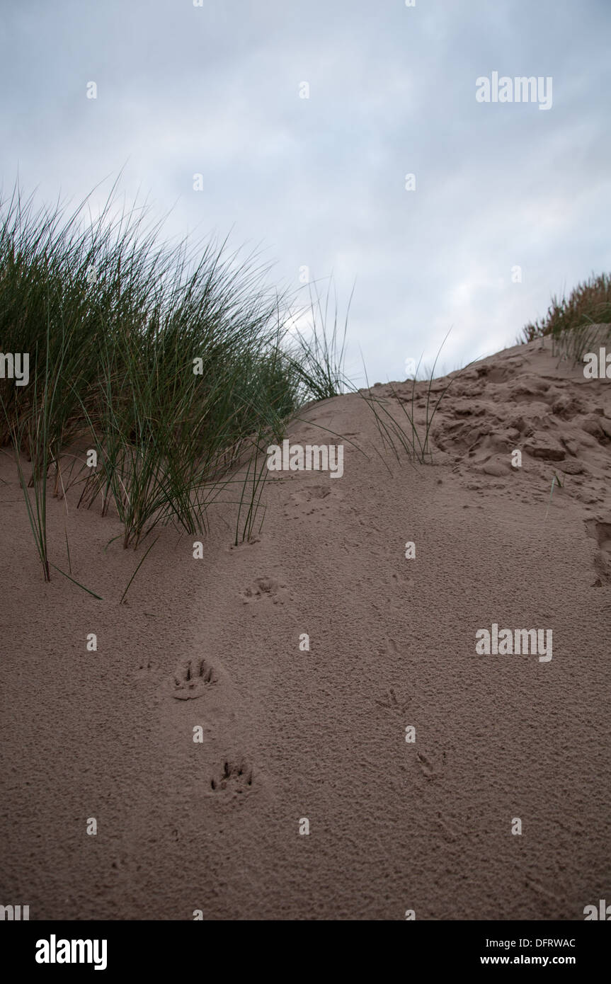 Sanddünen mit Hund Pfoten Stockfoto