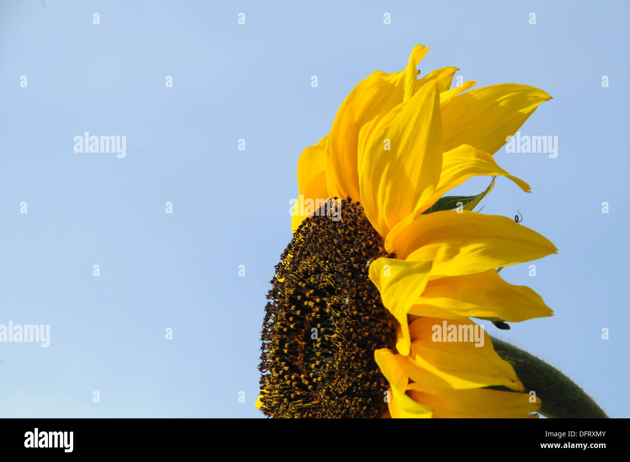 Blumen Sonnenblumen Hummel Stockfoto