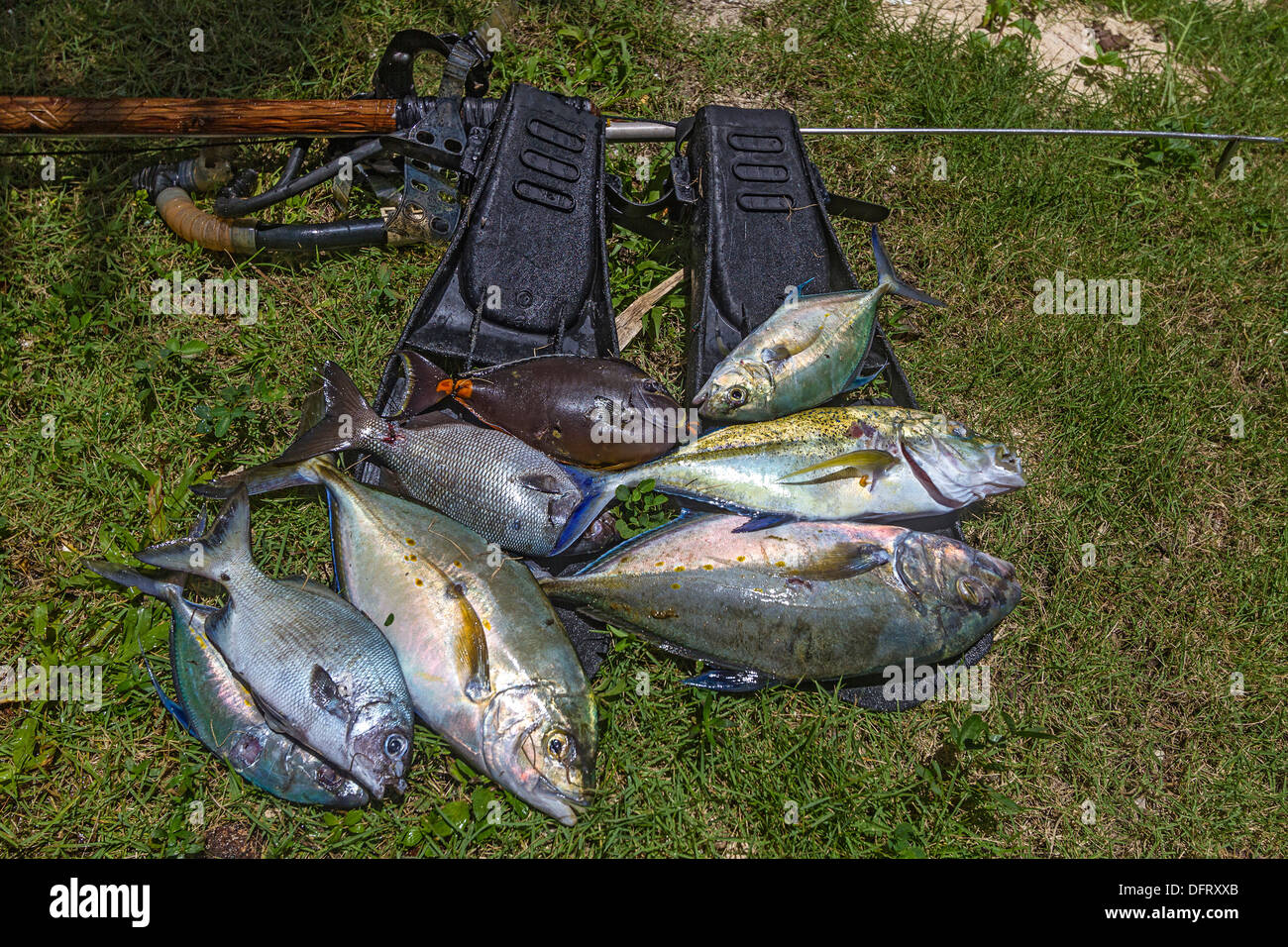 45+ Fische Jagen Sich Im Teich, Hallo, seit gestern springt mein