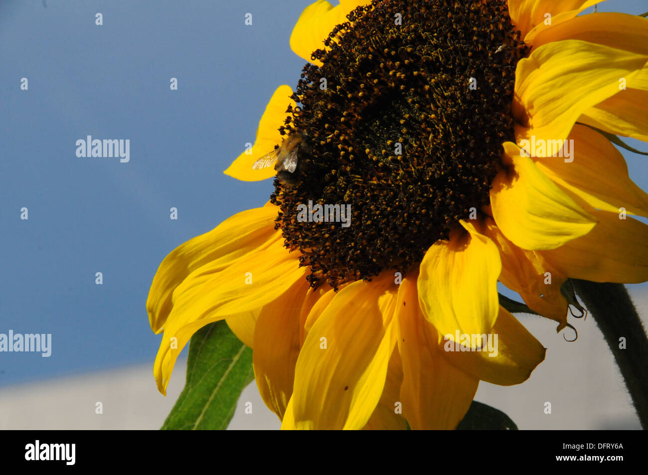 Blumen Sonnenblumen Hummel Stockfoto