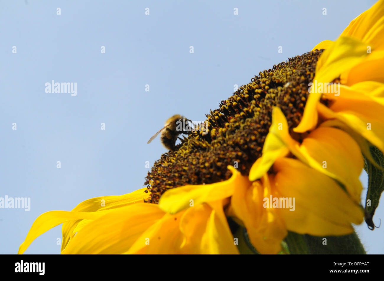 Blumen Sonnenblumen Hummel Stockfoto