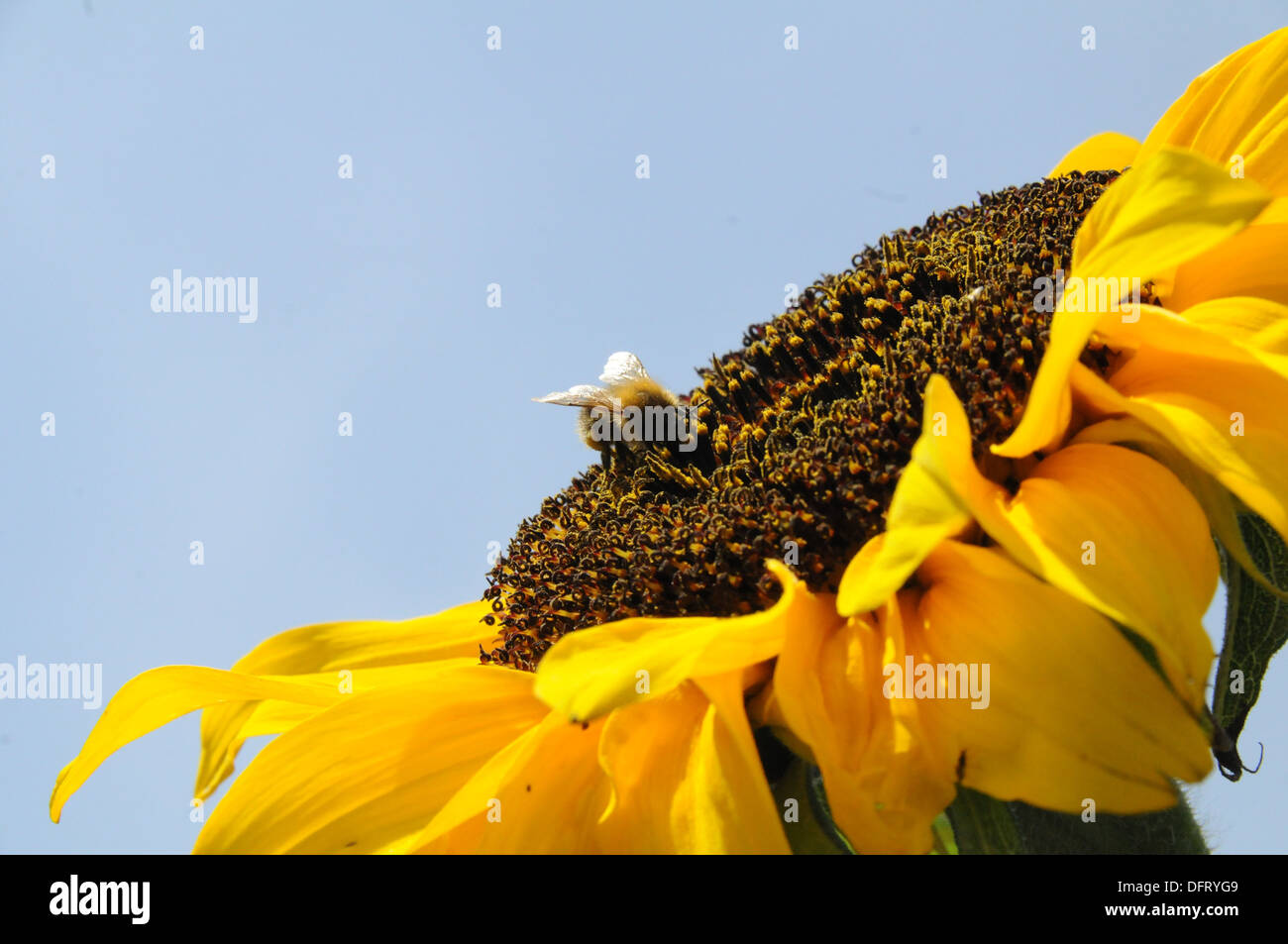 Blumen Sonnenblumen Hummel Stockfoto