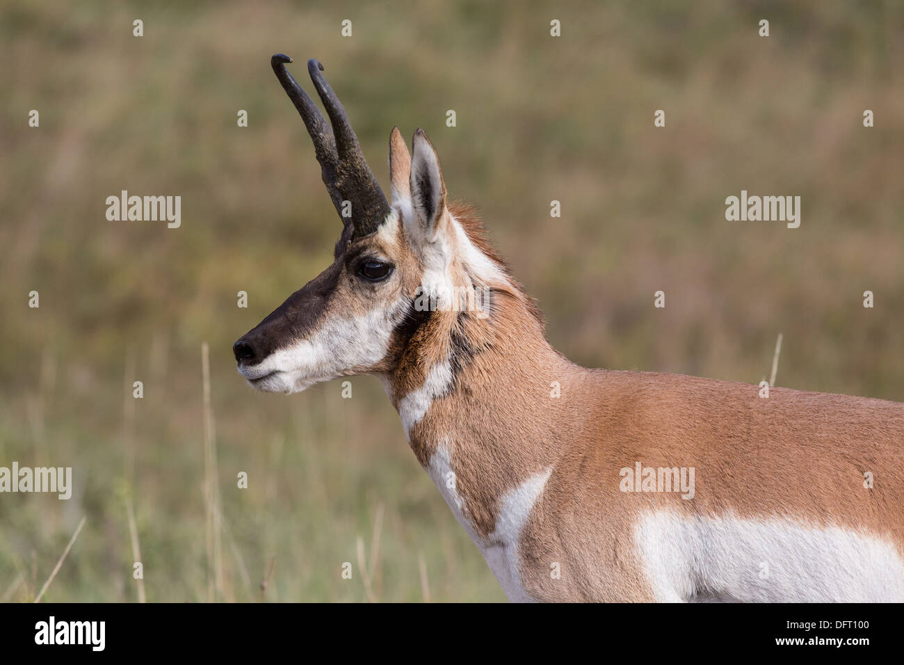 Gabelbock buck stehende Uhr über seine weiblichen Herde. Stockfoto