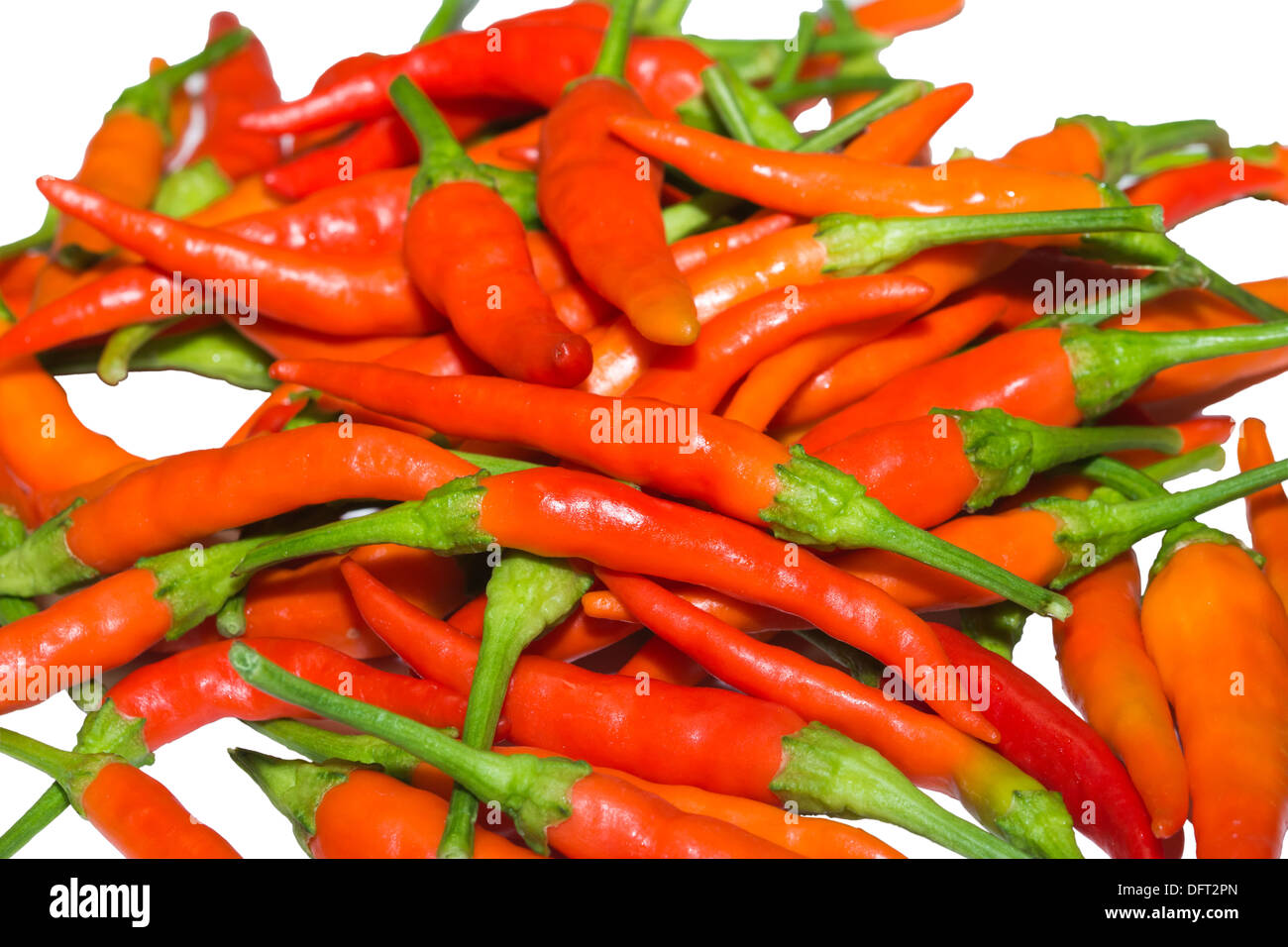 Red Hot Chili Pepper, Chili-Pfeffer, frischer Chili-Pfeffer, Chilischote, Lebensmittel, Thai Chili, vietnamesische Chili, Pfeffer Pflanze Stockfoto