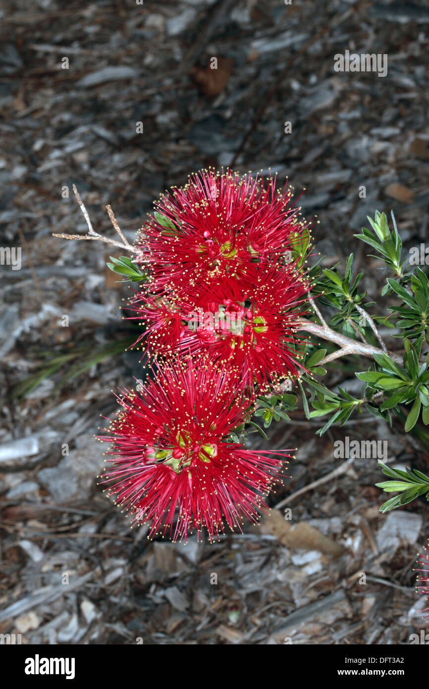 Nahaufnahme der Blütenstand von Scarlet Honeymyrtle / Honig-Myrte / Bottlebrush / leichte - Melaleuca Fulgens - Familie Myrtaceae Stockfoto