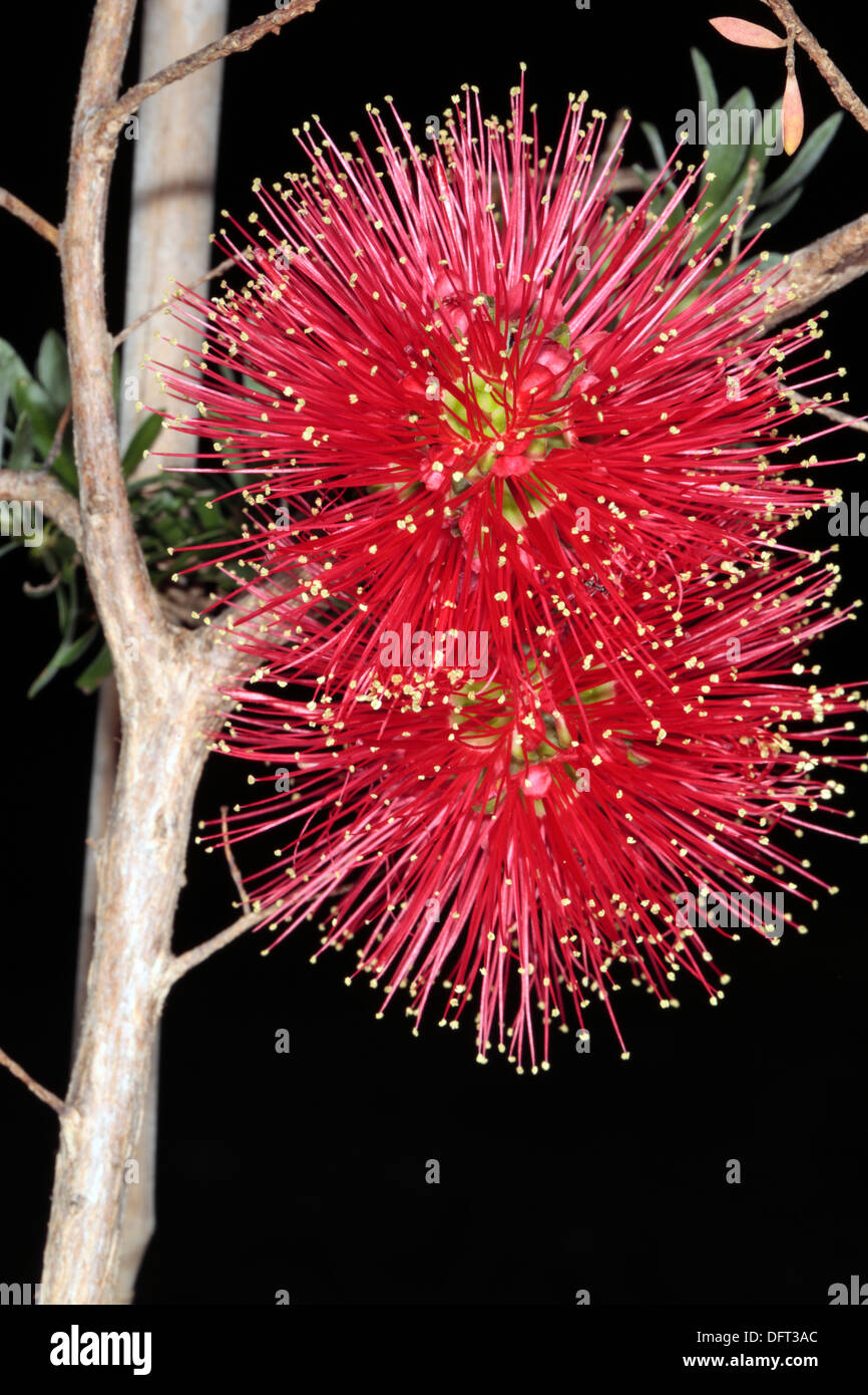 Nahaufnahme der Blütenstand von Scarlet Honeymyrtle / Honig-Myrte / Bottlebrush / leichte - Melaleuca Fulgens - Familie Myrtaceae Stockfoto