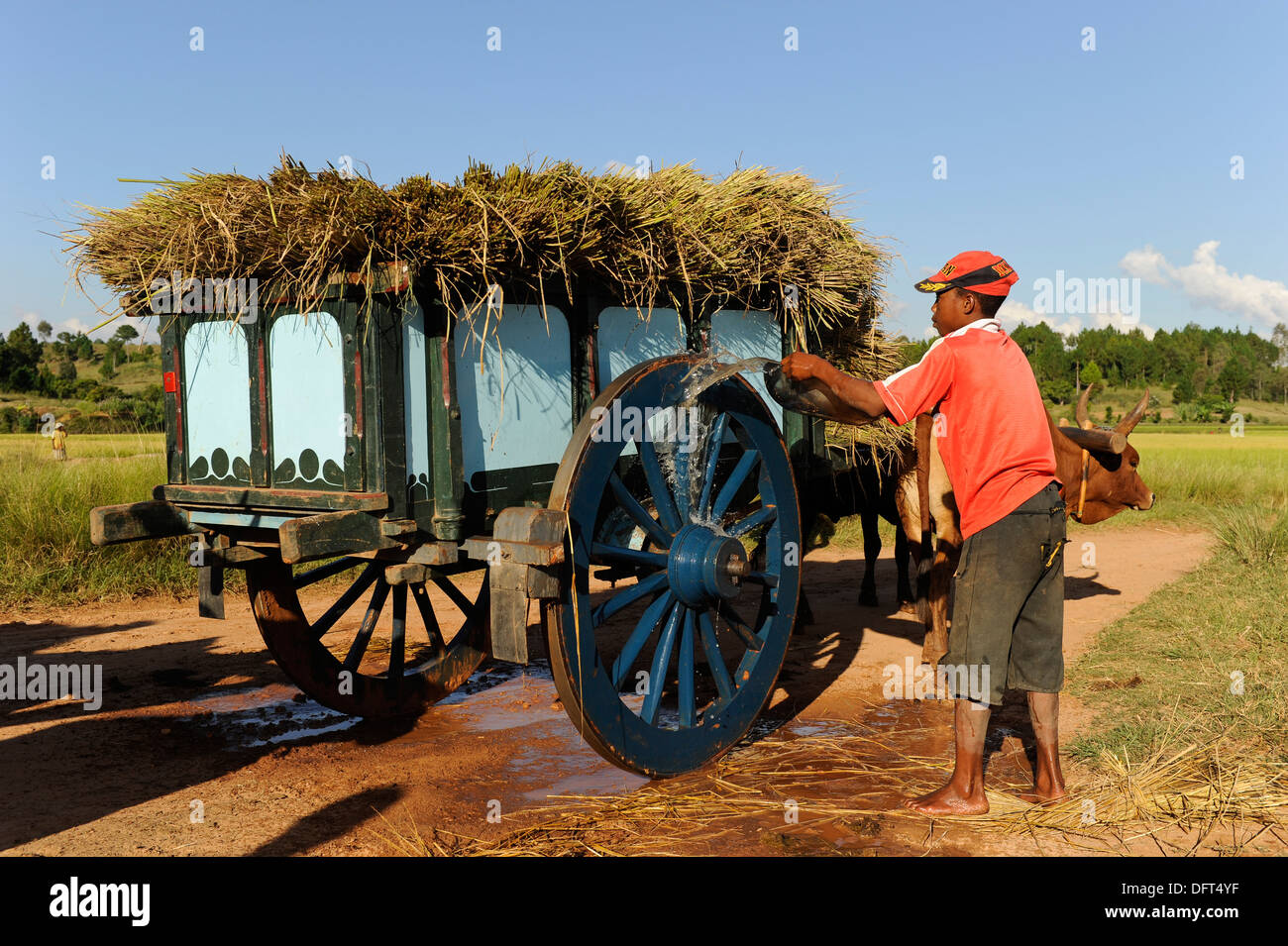 Madagaskar Morarano, Reisanbau, Bauer Transport Reis mit Ochsenkarren nach der Ernte zum Dorf Stockfoto