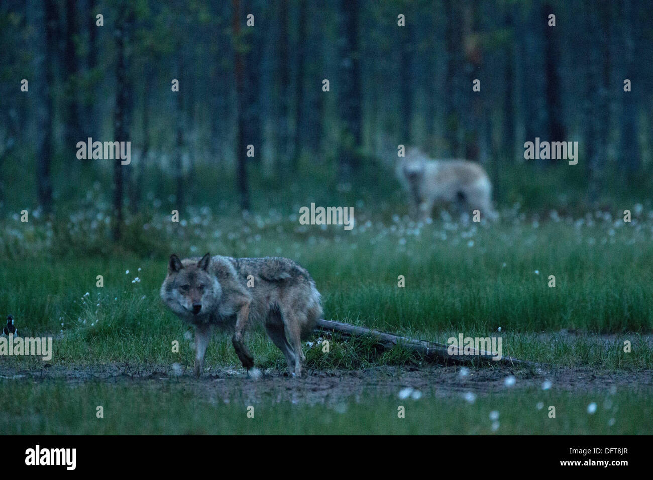 Zwei Wölfe in der Nacht in einem Wald von Finnland, das Männchen auf der linken Seite. Stockfoto