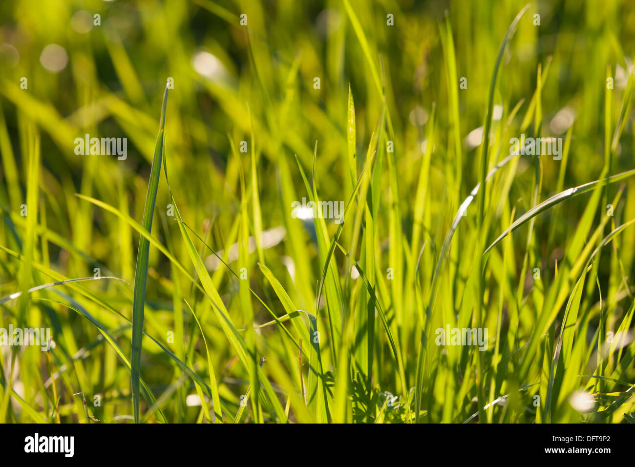 Grasgrün Stockfoto