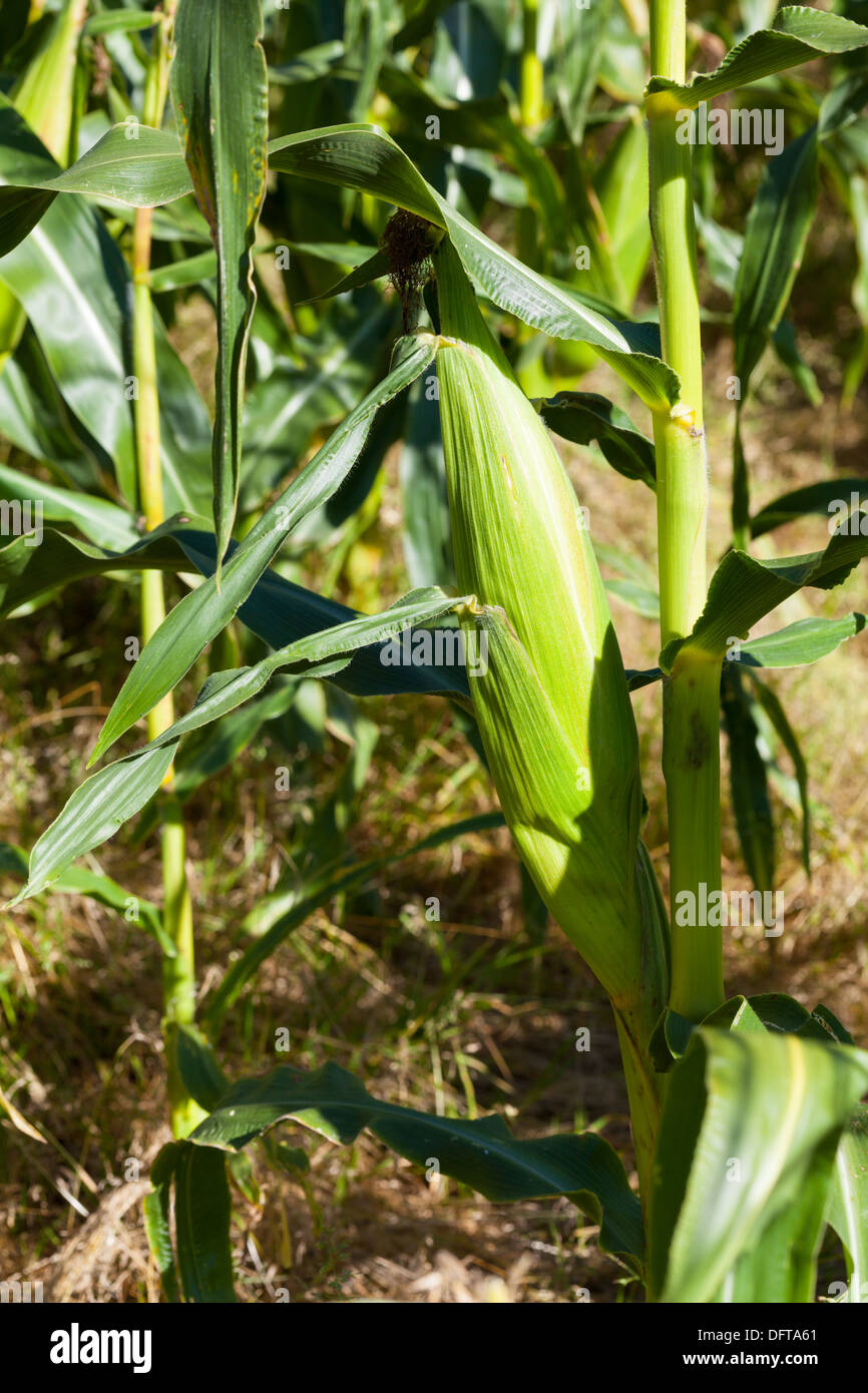 Maisfeld Stockfoto