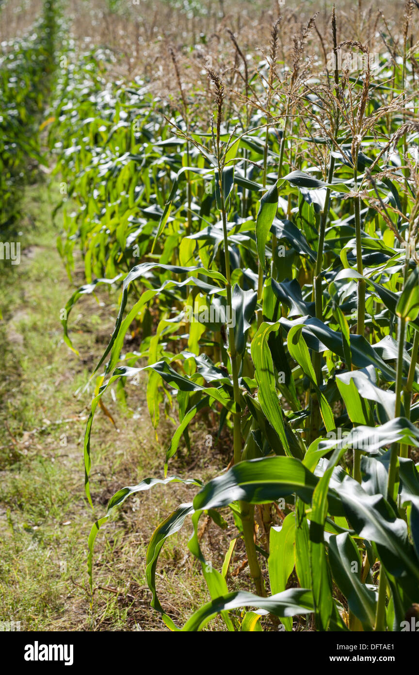 Maisfeld Stockfoto