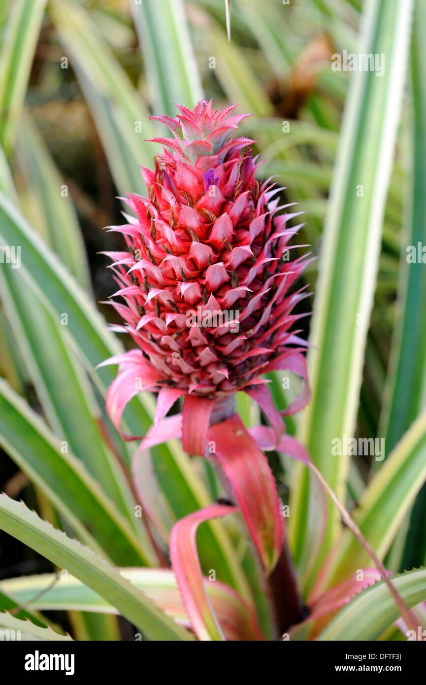 Wie man ananas anbaut Fotos und Bildmaterial in hoher Auflösung Alamy