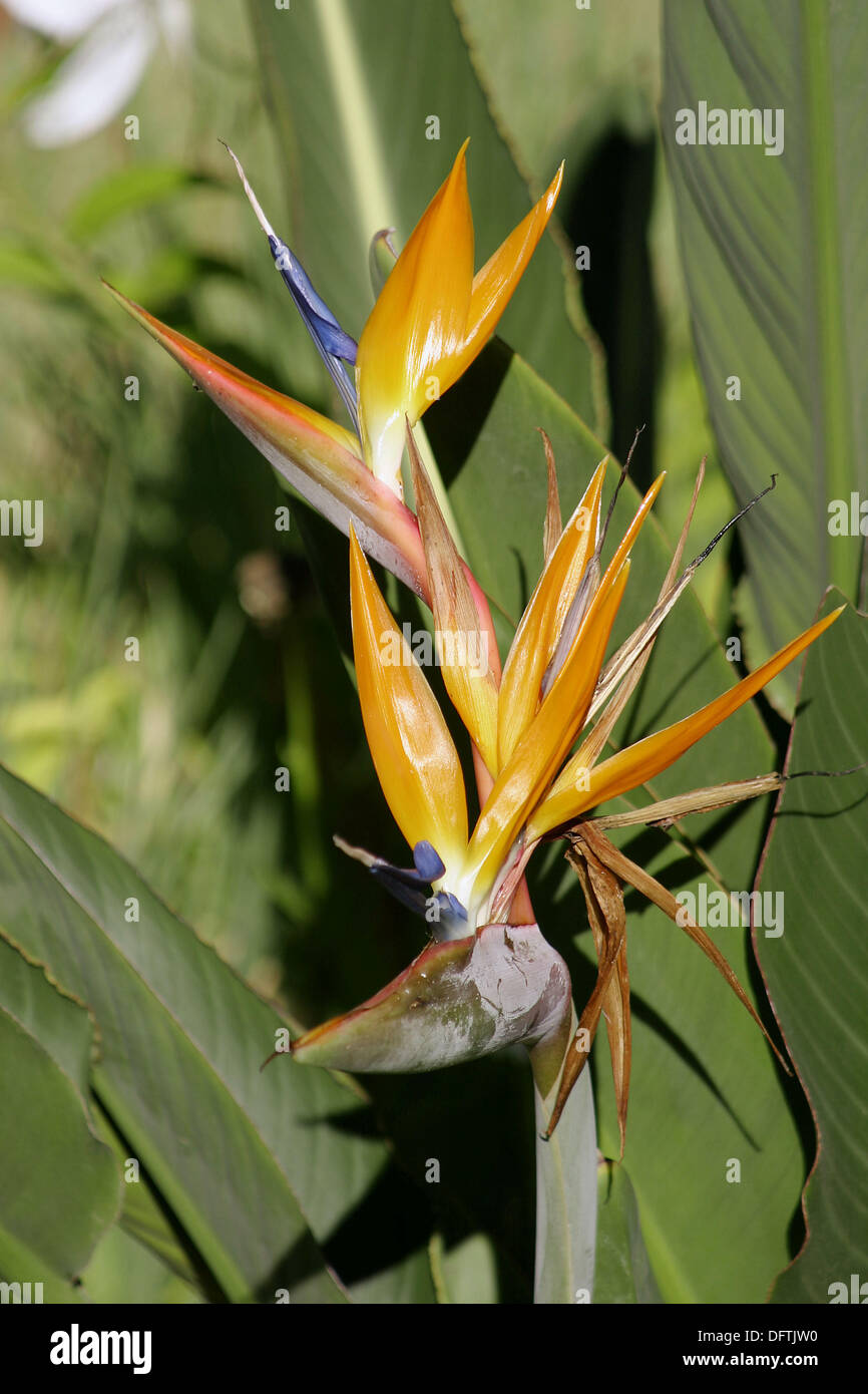 Estrelicia -Fotos und -Bildmaterial in hoher Auflösung – Alamy