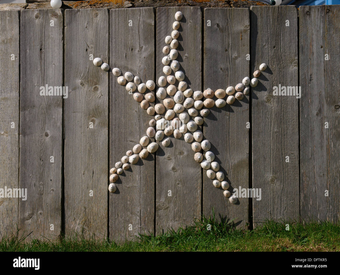 Limpet Muscheln verwendet, um einen Zaun in der Form einen Seestern schmücken Widemouth Bay, Bude, Cornwall, UK Stockfoto