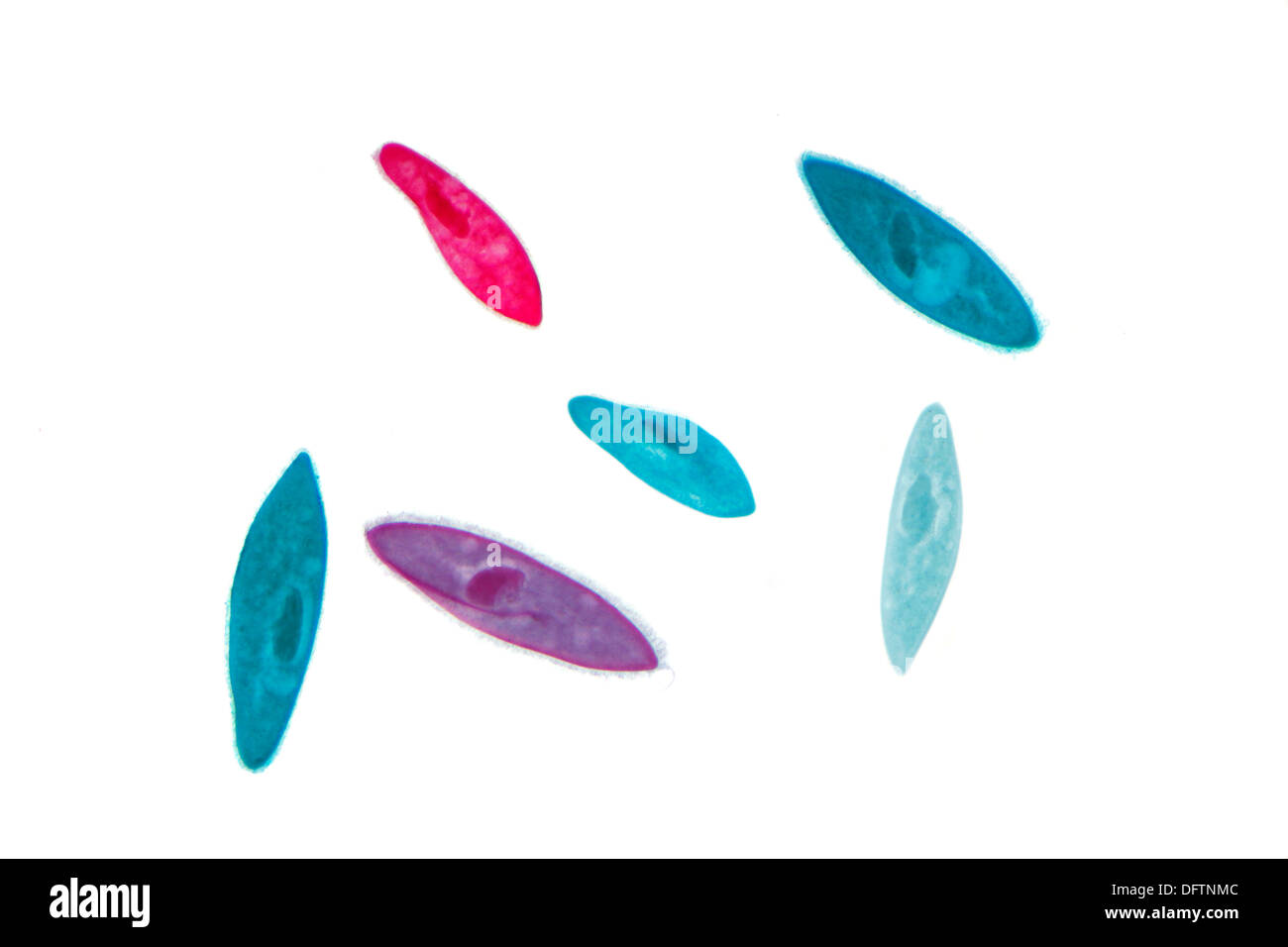 Paramecium (Paramecium), gefärbt in verschiedenen Farben, ständige Vorbereitung, Mikrofotografie Stockfoto