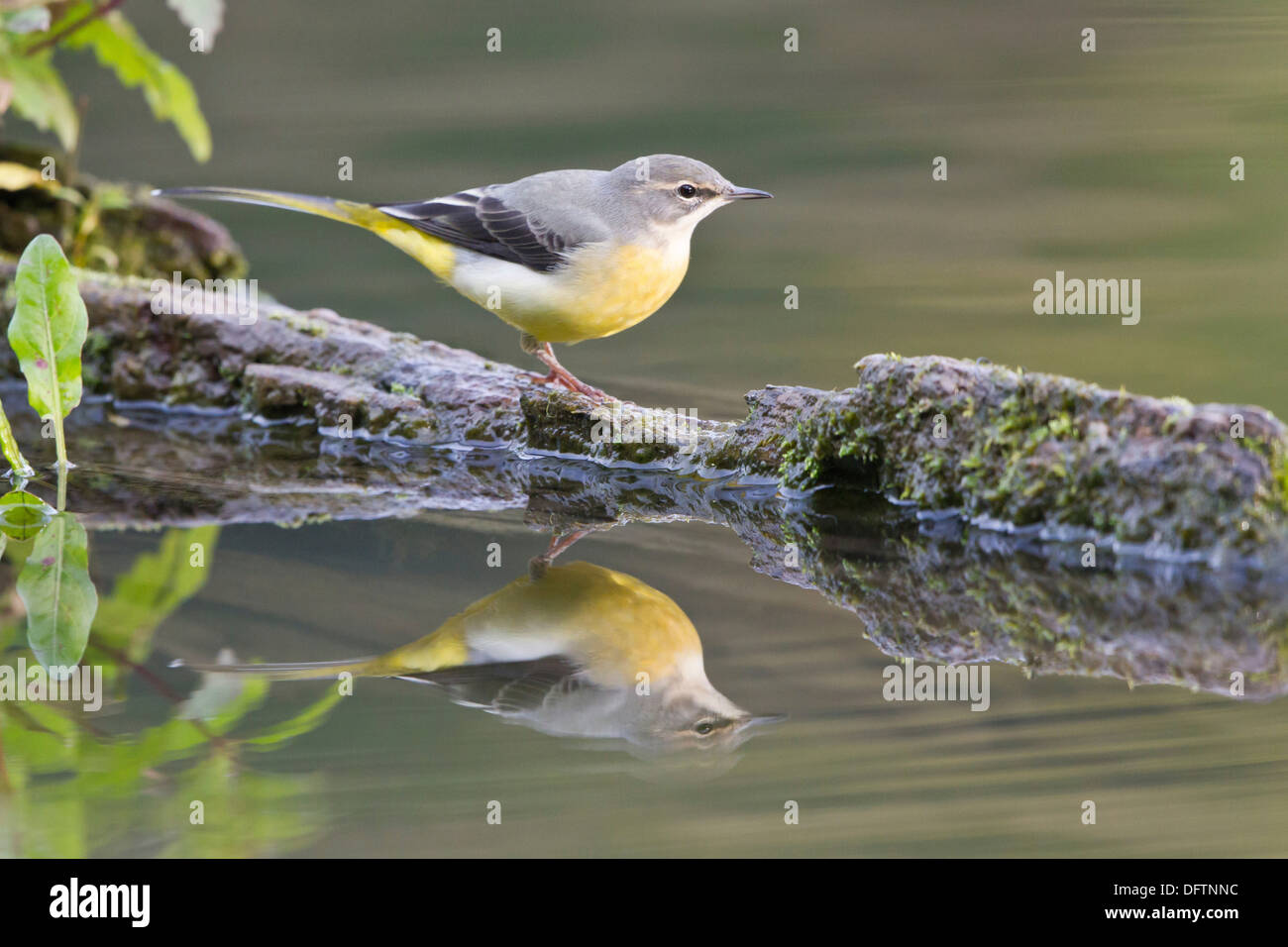 Graue Bachstelze (Motacilla Cinerea) thront auf abgestorbenem Holz spiegelt sich im Wasser, Hessen, Deutschland Stockfoto