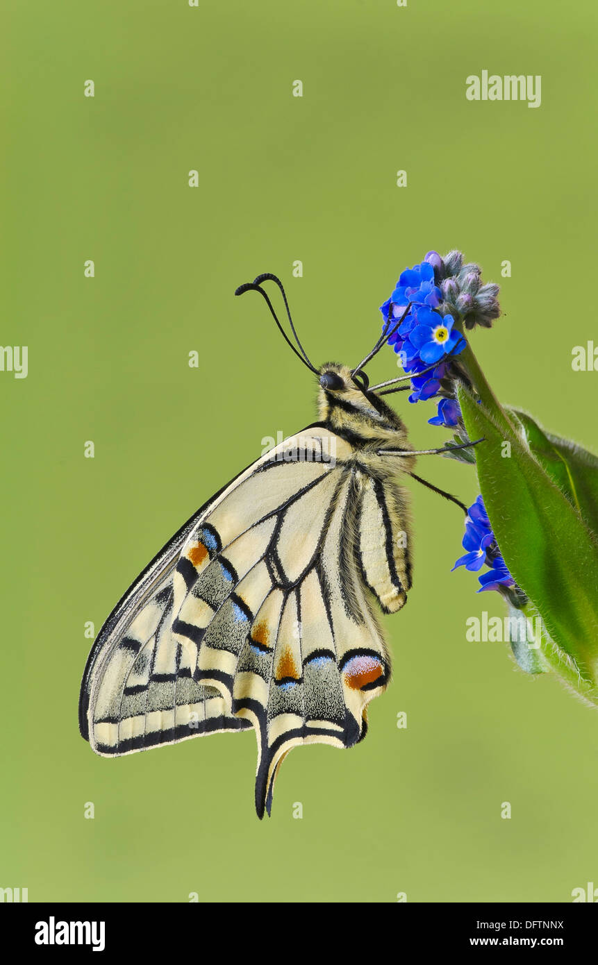 Alten Welt Schwalbenschwanz Schmetterling (Papilio Machaon), Tirol, Österreich Stockfoto