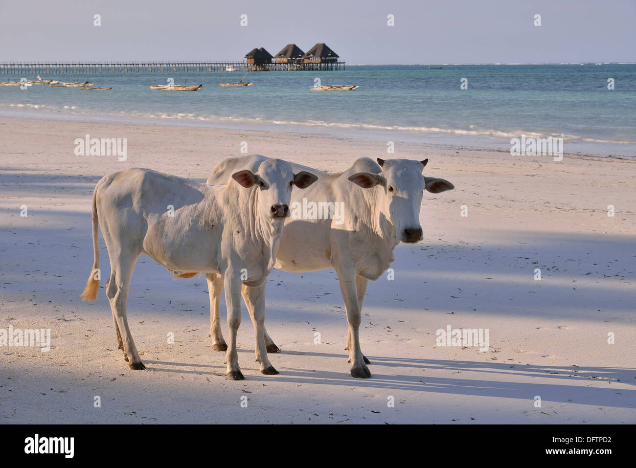 Kühe auf Dongwe Strand, Dongwe, Sansibar, Tansania Stockfoto