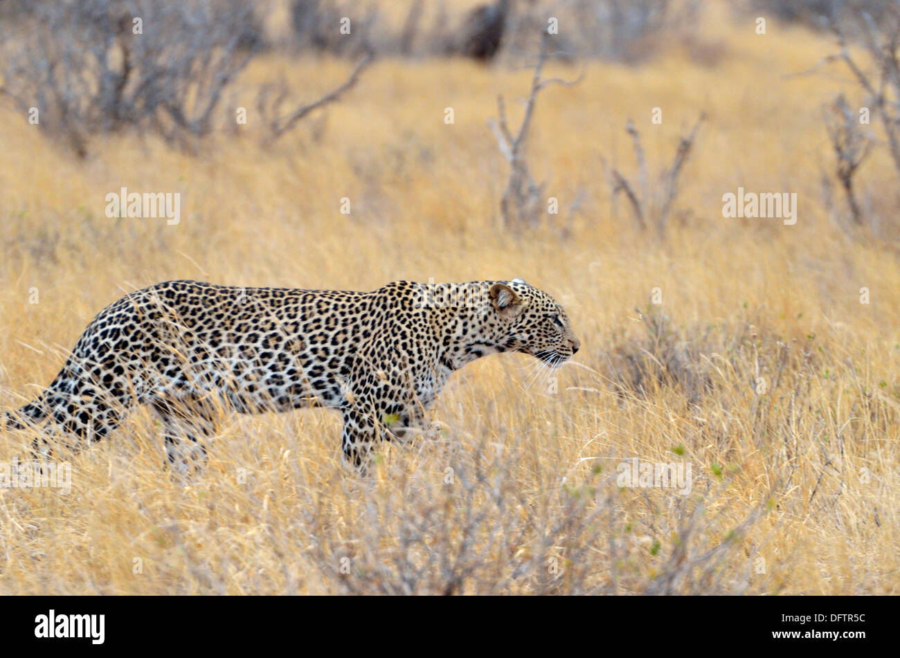 Leopard in der Masai Mara, Kenia Stockfoto