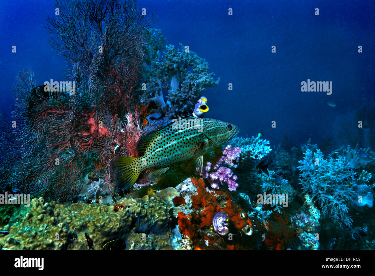 Schlanke Zackenbarsch (Anyperodon Leucogrammicus), Raja Ampat, West Papua, Indonesien Stockfoto