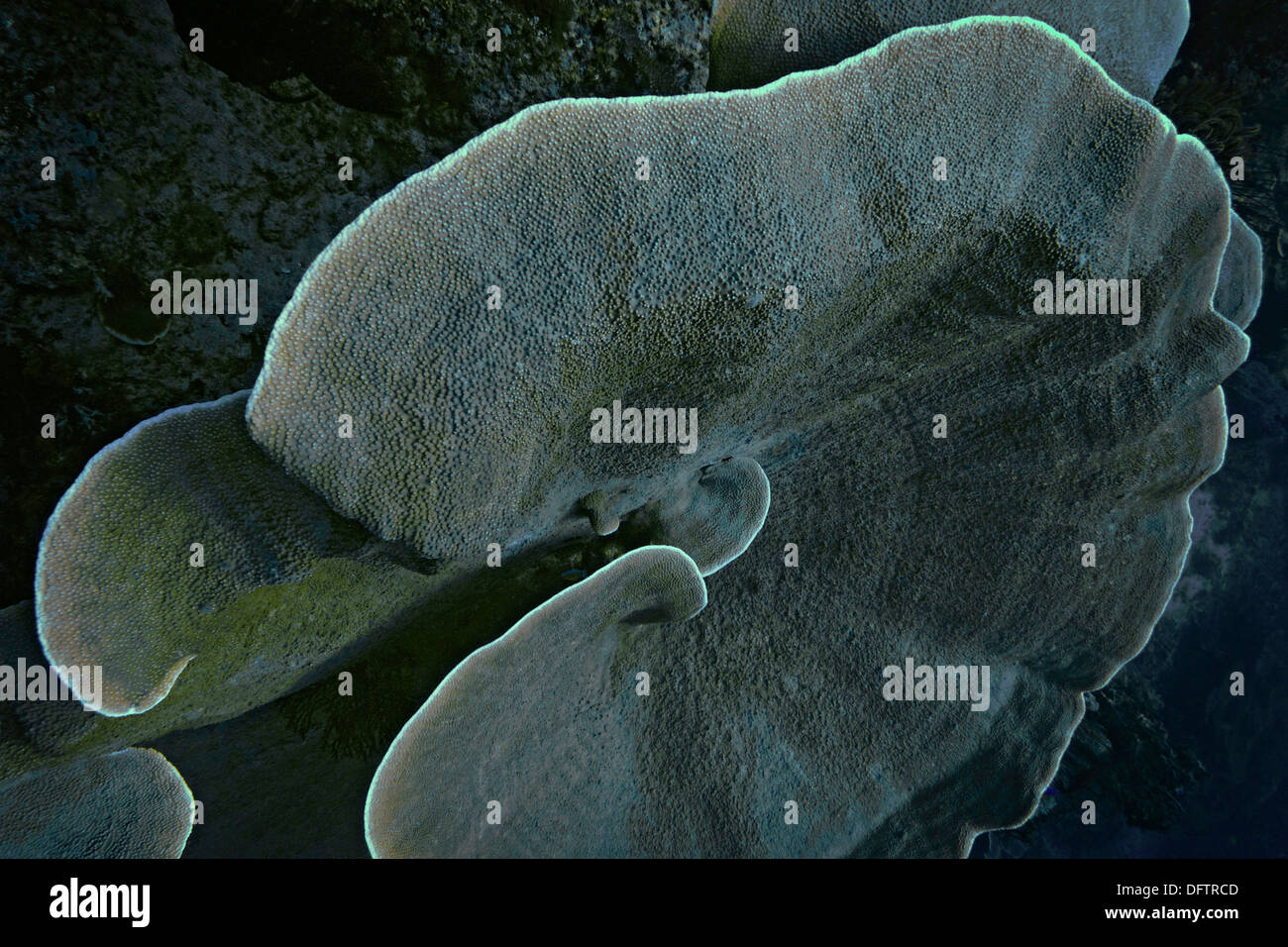 Samt Coral (Steinkorallen SP.), Raja Ampat, West Papua, Indonesien Stockfoto