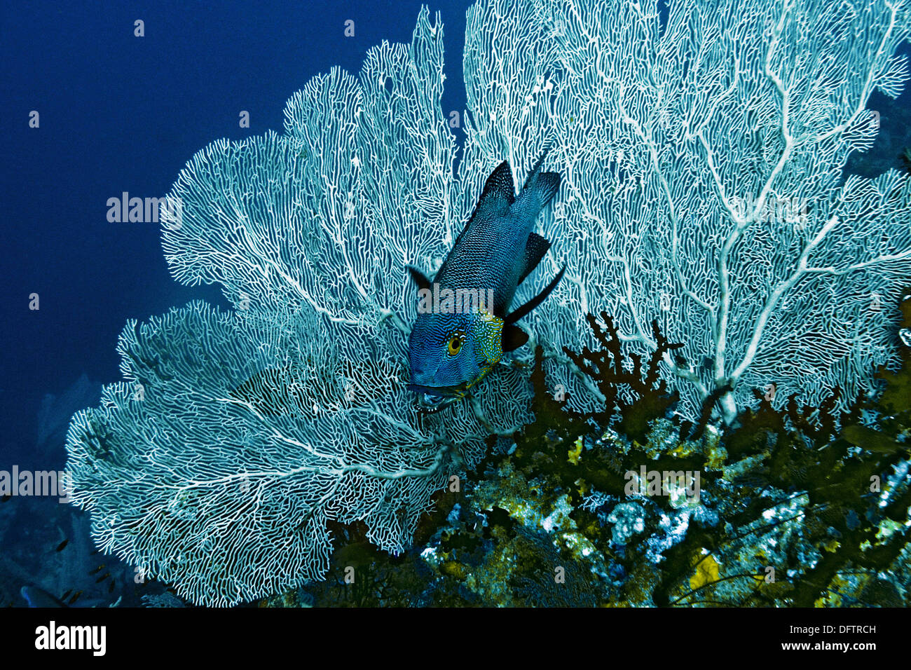 Mitternacht-Schnapper (Macolor Macularis) mit cleaner Wrasse, Raja Ampat, West Papua, Indonesien Stockfoto