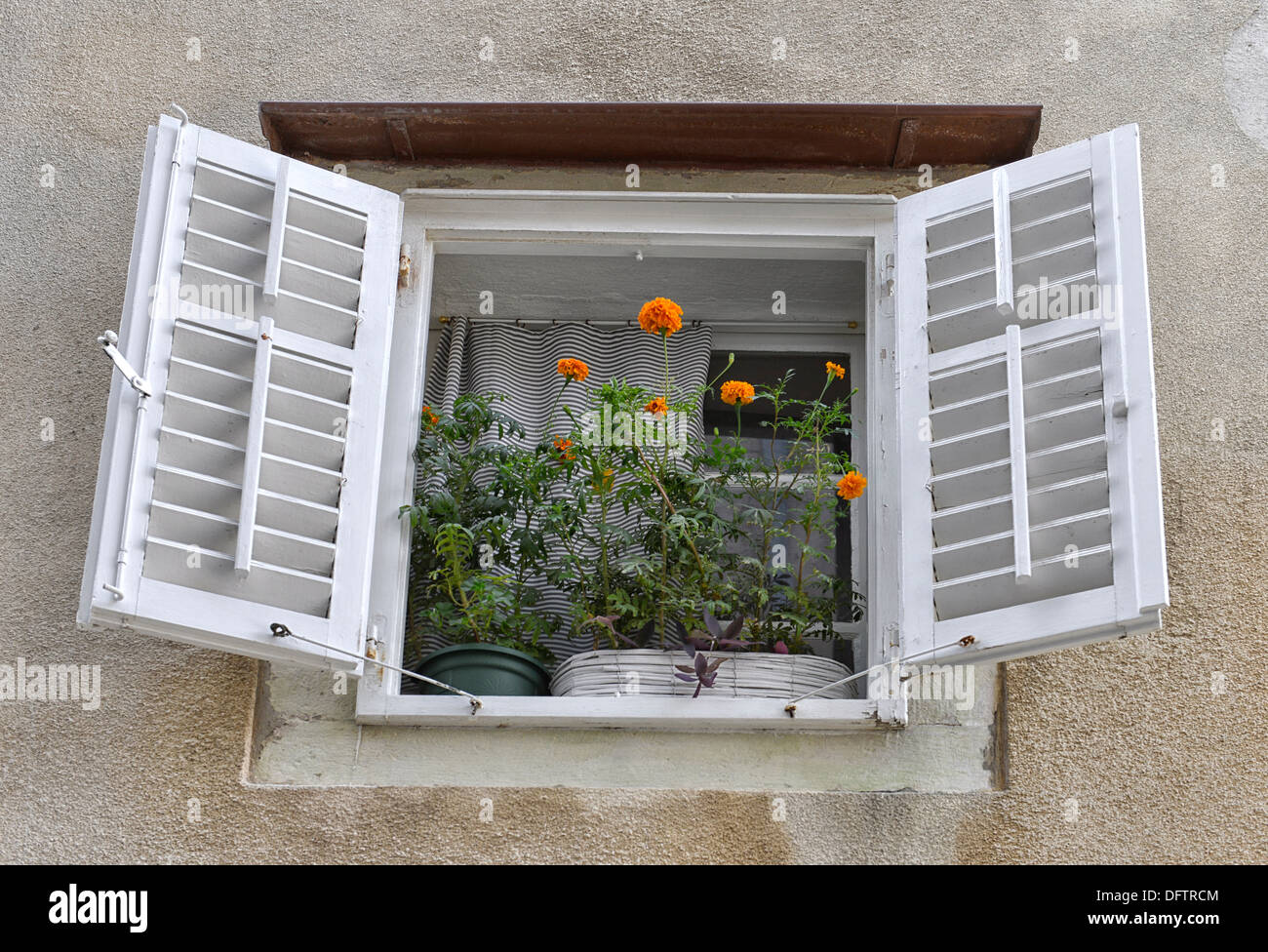 Mediterranen Stilfenster mit Blumen, Cres, Insel Cres, Primorje-Gorski Kotar Grafschaft, Kroatien Stockfoto