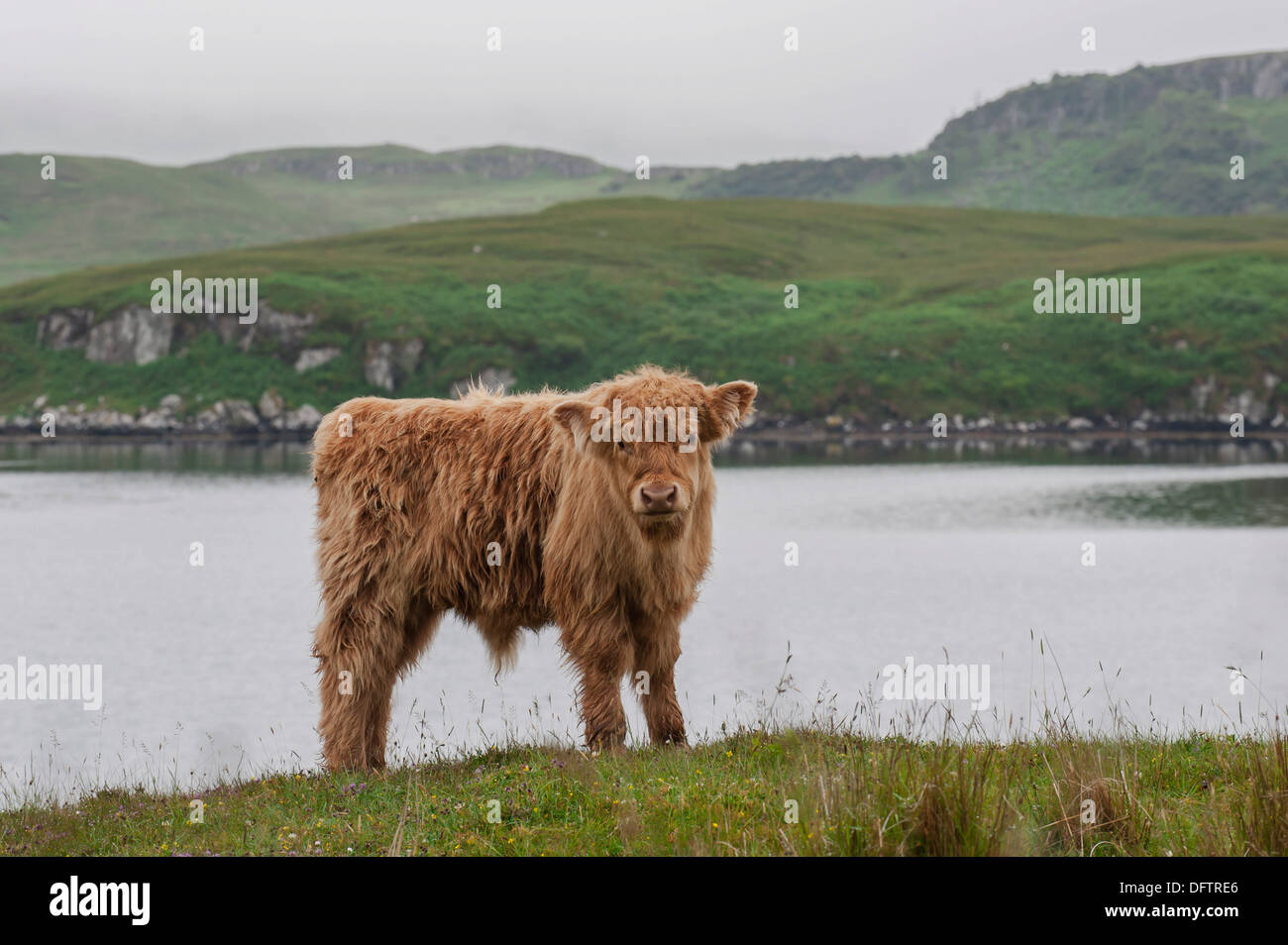 Schottische Hochlandrinder, Kalb, stehend auf einer Weide am Meer, Dunvegan, Isle Of Skye, innere Hebriden, Schottland Stockfoto