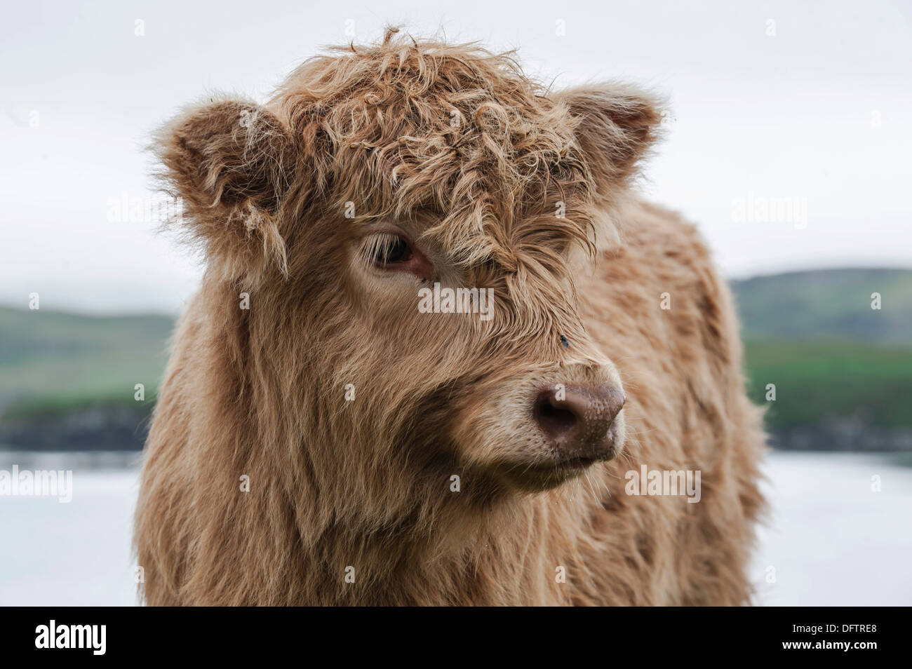 Schottische Hochlandrinder, Kalb, Dunvegan, Isle Of Skye, innere Hebriden, Schottland, Vereinigtes Königreich Stockfoto