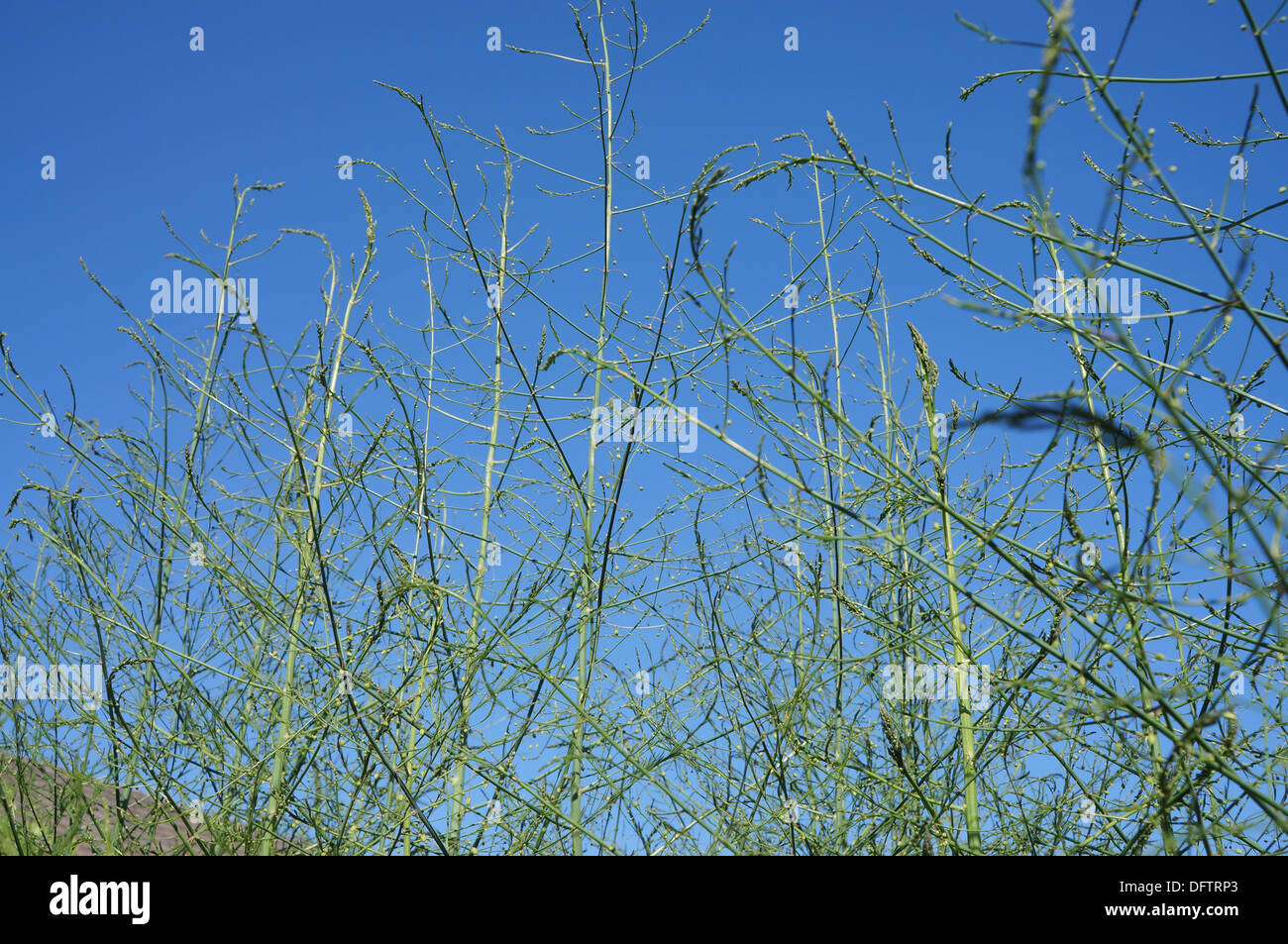 Spargel-Pflanze im Spätsommer Stockfoto