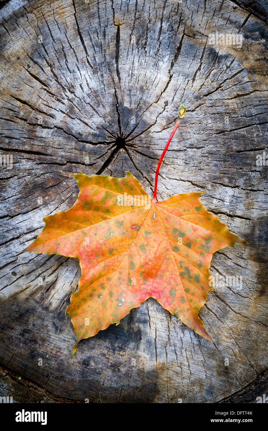 Rote und orange Ahornblatt auf eine geschnittene Stamm, in den Wald im Herbst Stockfoto