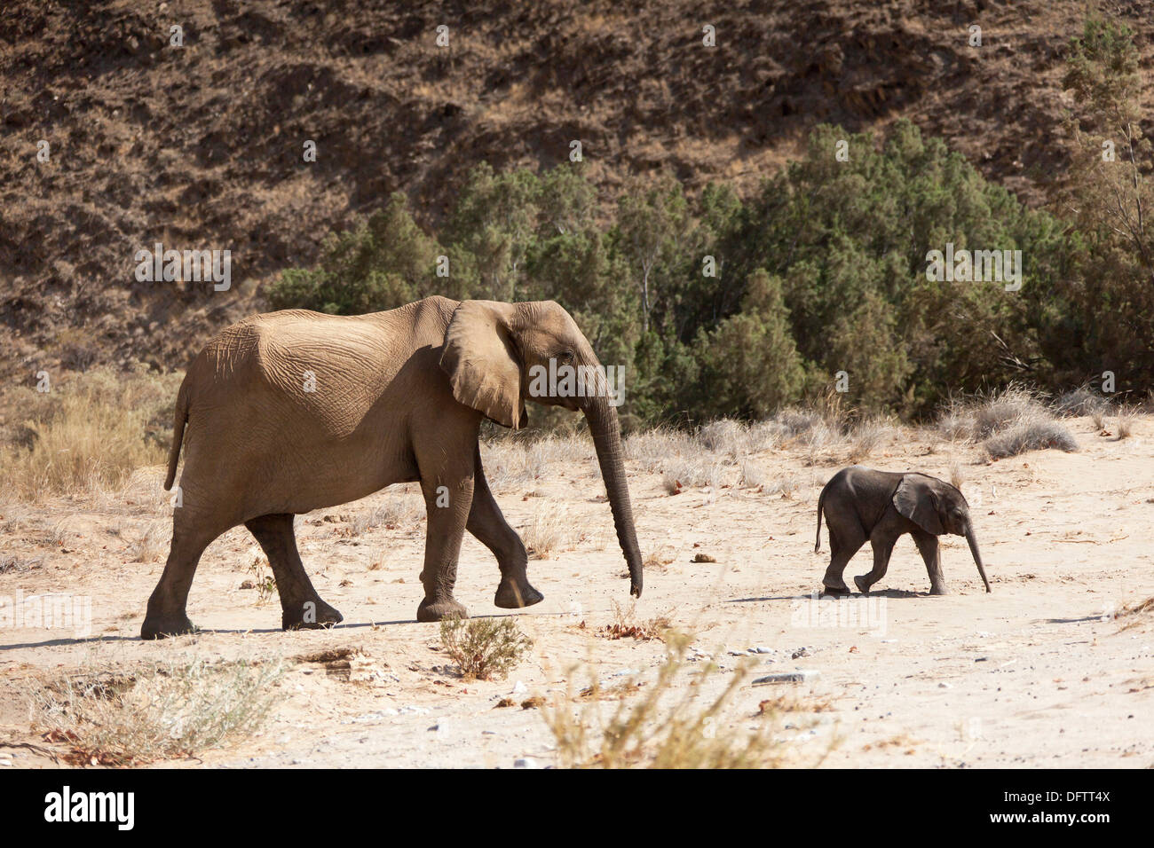 Afrikanischer Elefant (Loxodonta Africana), Kuh mit Kalb, Hoanib, Namibia Elefant Stockfoto