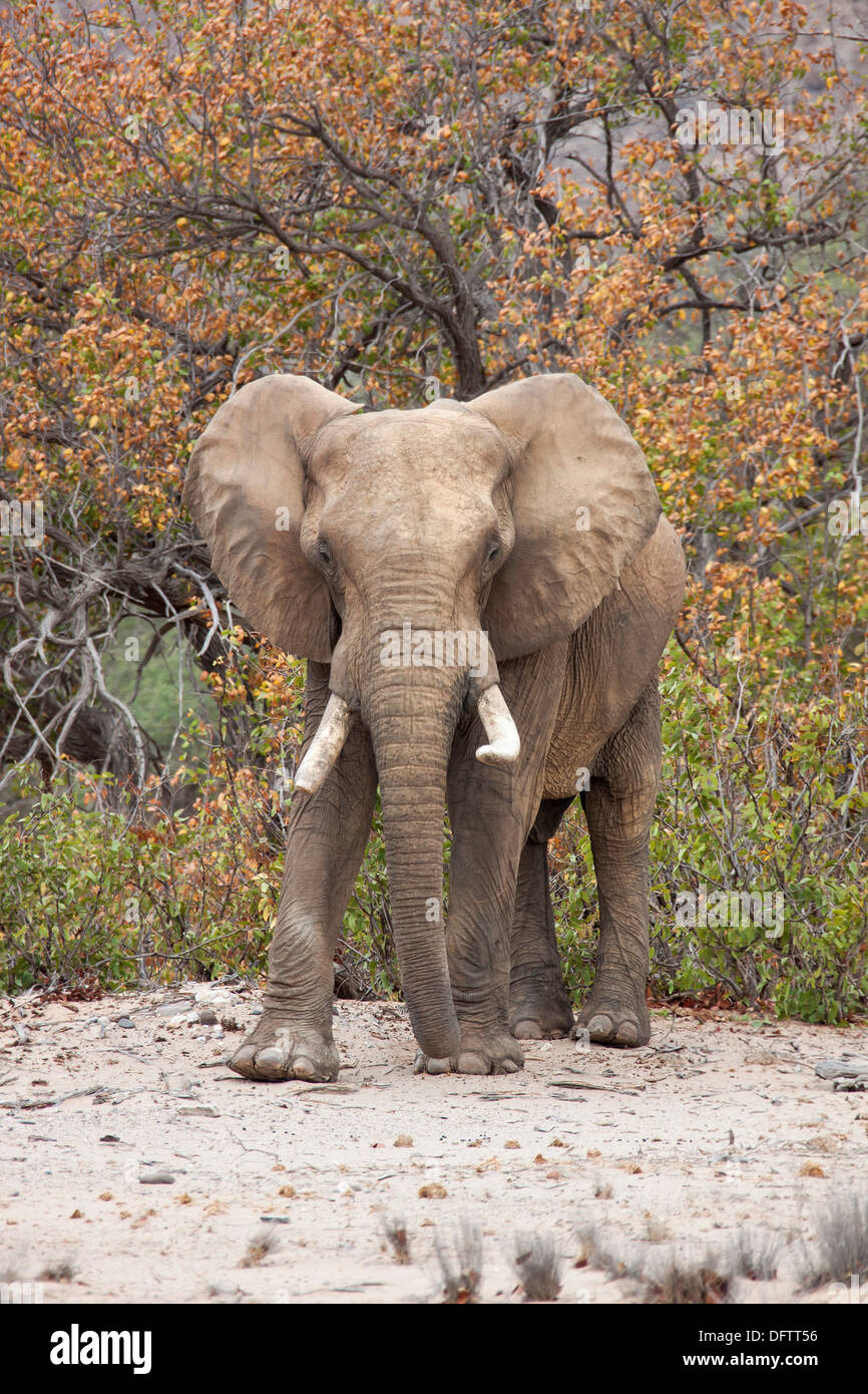Afrikanischer Elefant (Loxodonta Africana), Hoanib, Namibia Stockfoto