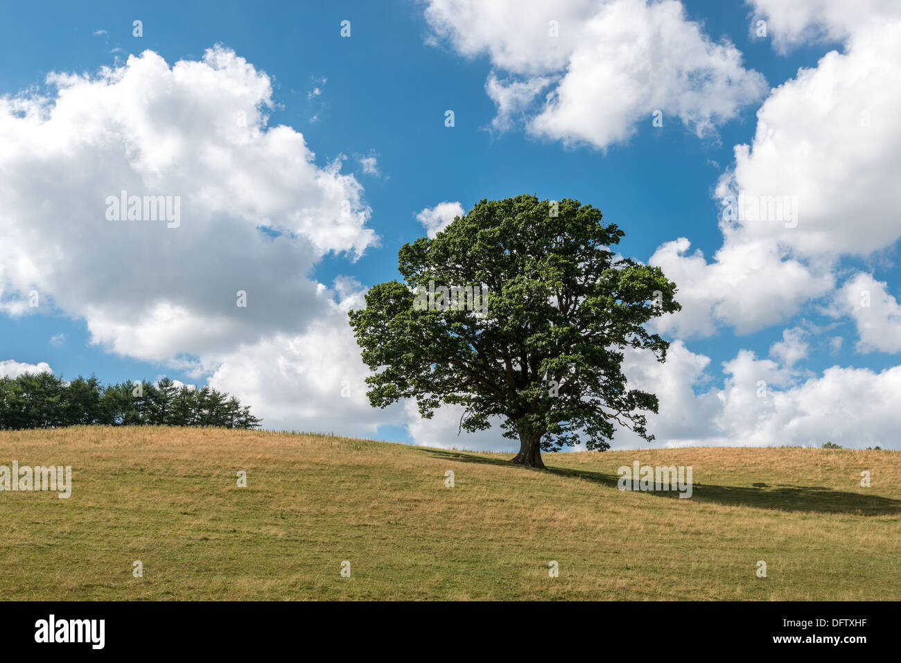 EICHE IM HOCHSOMMER AUF RASEN BEDECKT HÜGEL MIT BLAUEM HIMMEL UND WEIßEN WOLKEN. HECKE AM HÜGEL. UK-HOCHFORMAT Stockfoto