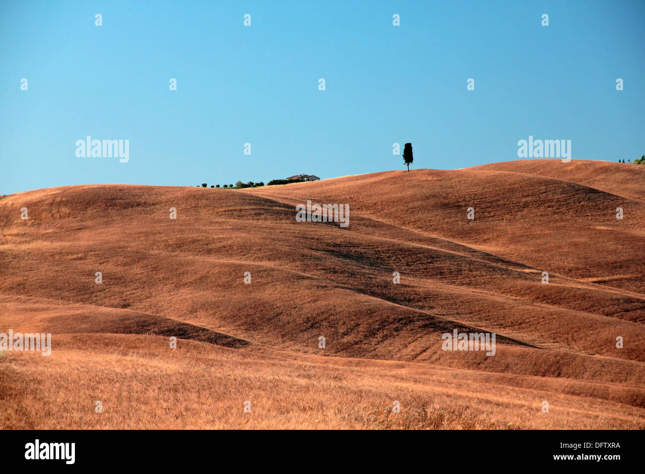 Tuscany d ' Orcia Feld gold gelben Stoppeln Stockfoto