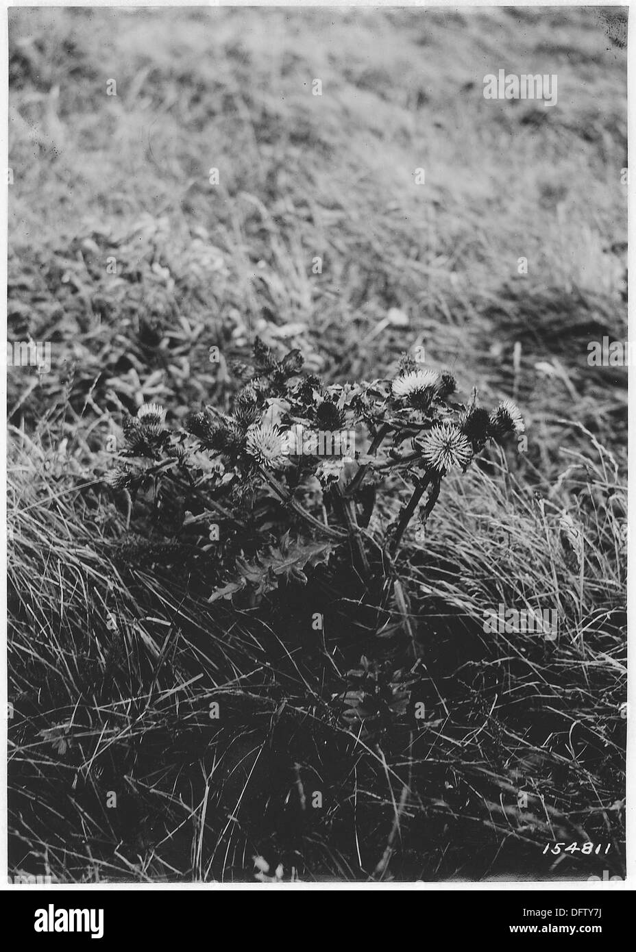 Die White Blossom Thistle, die in der Gegend um Cape Blanco in Siskiyou, Oregon, beheimatet ist, ist hier im Jahr 1920 zu sehen und zeigt ihre unverwechselbare Blüte. Stockfoto