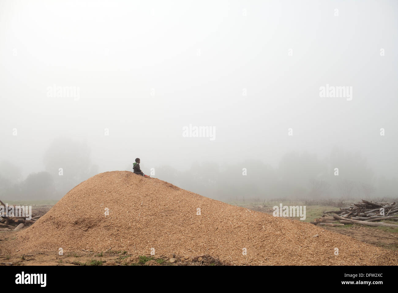 Aya sitzt oben auf einen großen Haufen von Holzspänen in einem nebligen Feld auf einer Farm in Riebeek Kasteel Stockfoto